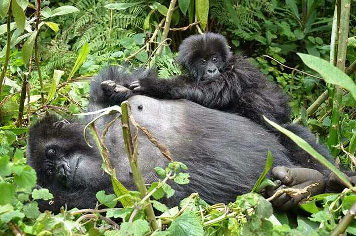 Mountain Gorilla with a Baby